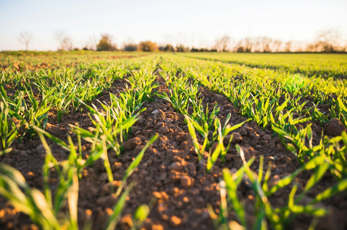 Campo coltivato con la terra lavorata e le prime piantine